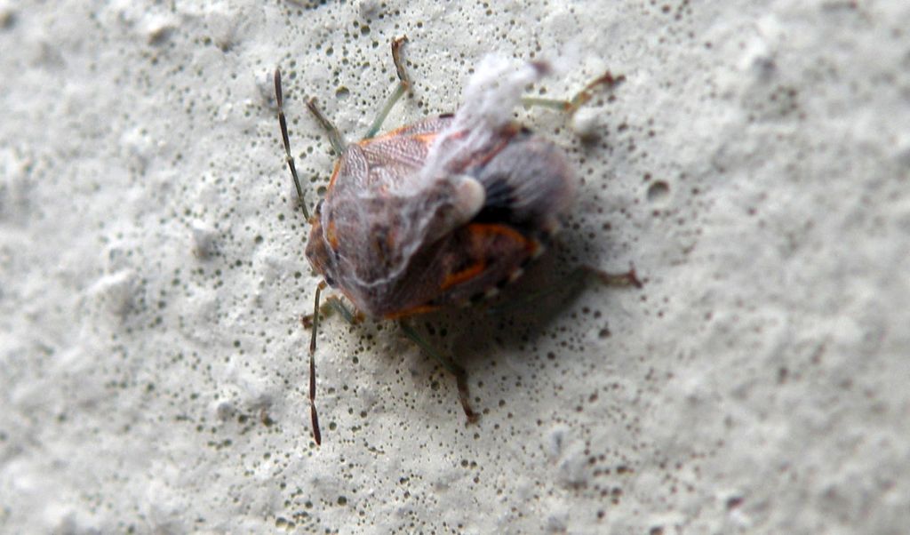 Eterottero... velato:  Holcogaster fibulata, Pentatomidae